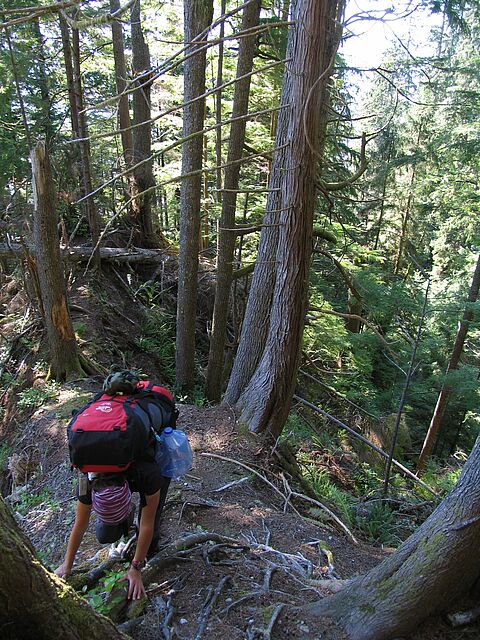 Steiler Aufstieg im Wald auf dem Juan de Fuca Trail