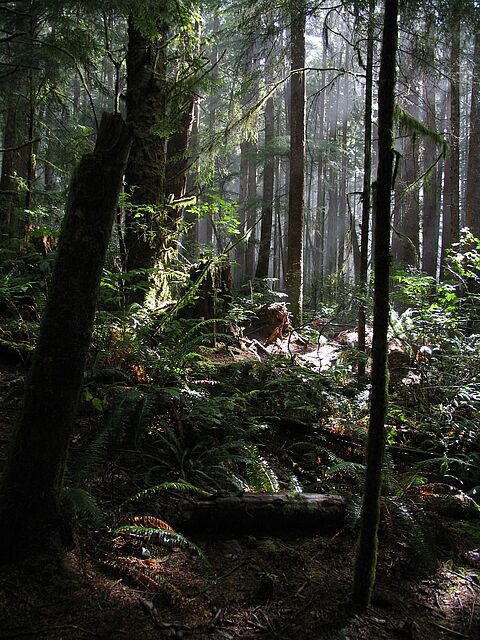 Dichter Regenwald auf dem Juan de Fuca Trail